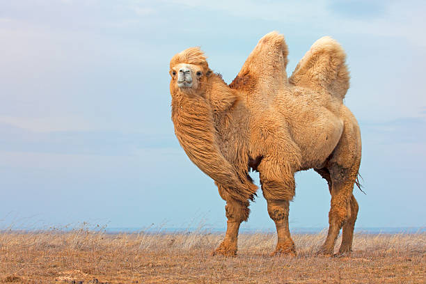 Camel